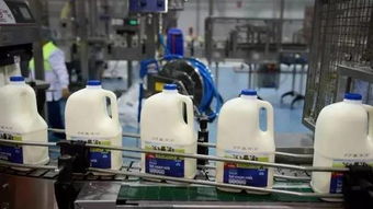 奶粉股 德運母公司邁高關閉工廠,股價暴跌10 ,數(shù)百人將失業(yè)